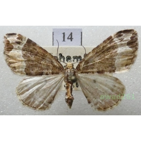 Ecliptopera capitata (Herrich-Schäffer, 1839) Czech14